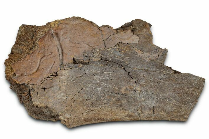 Fossil Dinosaur Bone Section - Wyoming #331060